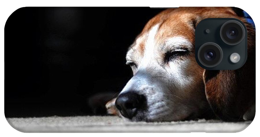 Beagle iPhone Case featuring the photograph Morning Light And Beagle Naps by Diana Daley