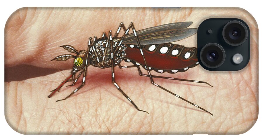 A. Aegypti iPhone Case featuring the photograph Mosquito Biting Hand by Chris Bjornberg