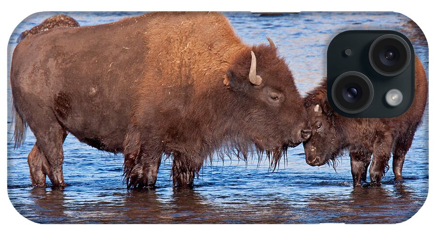 Autumn iPhone Case featuring the photograph Mother and Calf Bison in the Lamar River in Yellowstone National Park by Fred Stearns