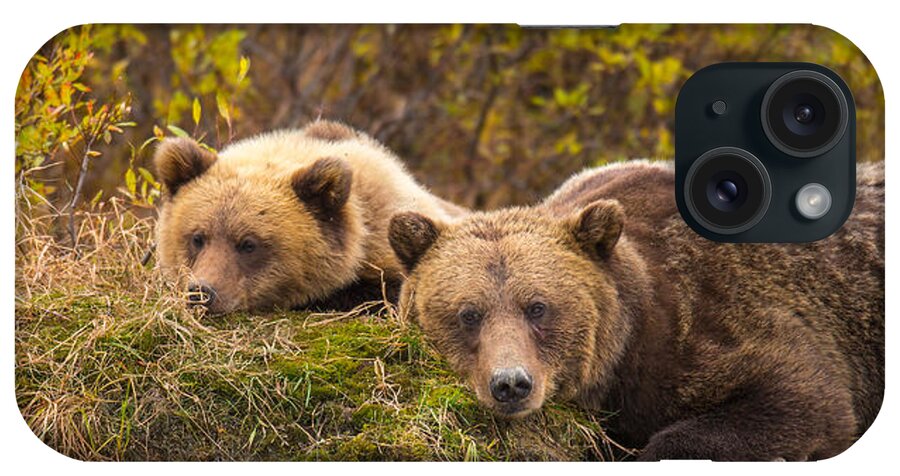 Bear iPhone Case featuring the photograph Mother's Love by Kevin Dietrich