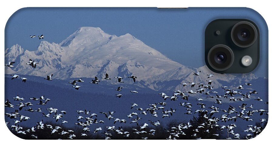 Landscape iPhone Case featuring the photograph Mount Baker with Snow Geese by Jim Corwin