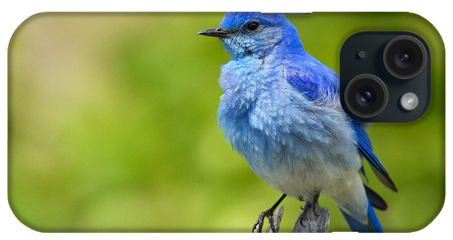 Mountain Bluebird iPhone Case featuring the photograph Mountain Bluebird by Aaron Whittemore