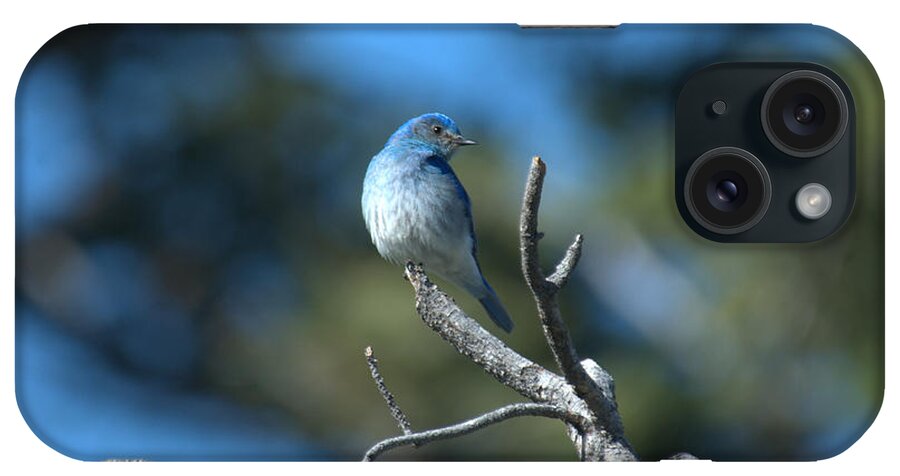 Bluebird iPhone Case featuring the photograph Mountain Bluebird by Frank Madia