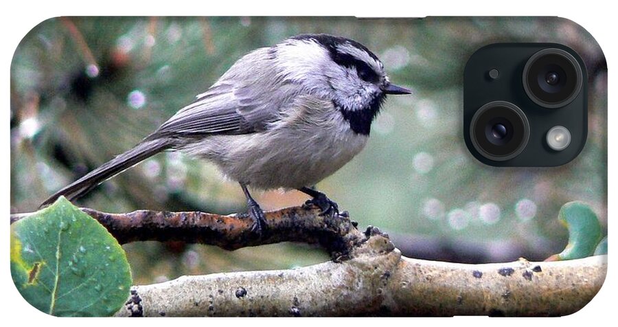 Colorado iPhone Case featuring the photograph Mountain Chickadee on a Rainy Day by Marilyn Burton