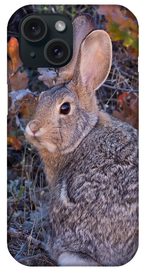 Cottontail iPhone Case featuring the photograph Mountain Cottontail Bunny by Kathleen Bishop