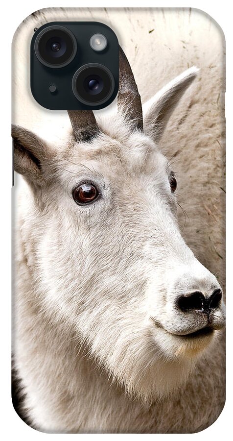 Animal iPhone Case featuring the photograph Mountain Goat by Jean Noren