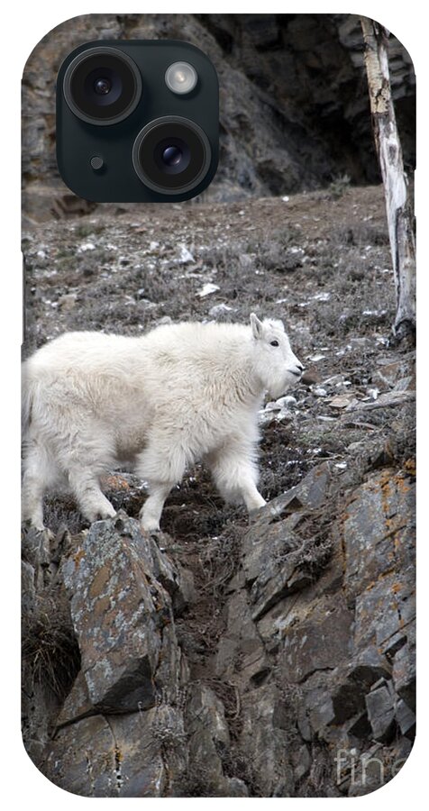 Animal iPhone Case featuring the photograph Mountain Goat by Mark Newman
