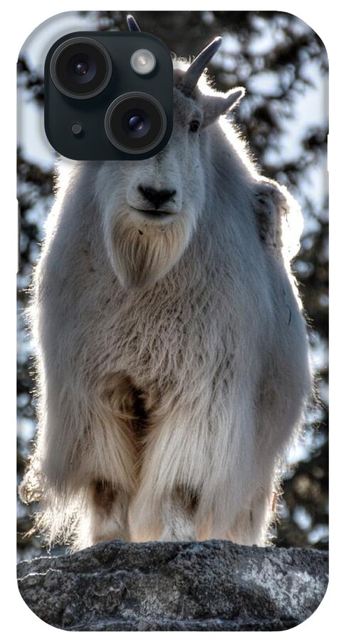 Mountain Goat iPhone Case featuring the photograph Mountain Goat by Pat Moore