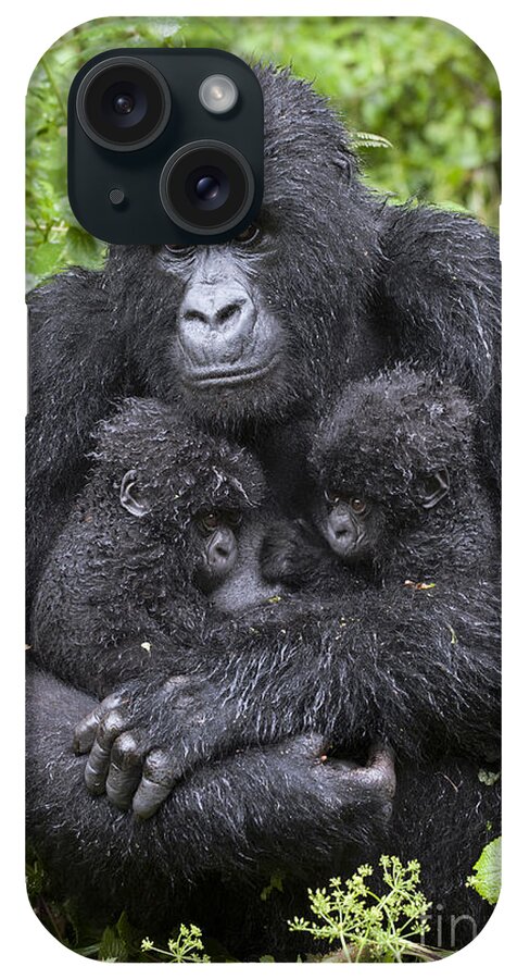 Feb0514 iPhone Case featuring the photograph Mountain Gorilla Mother And Twins by Suzi Eszterhas