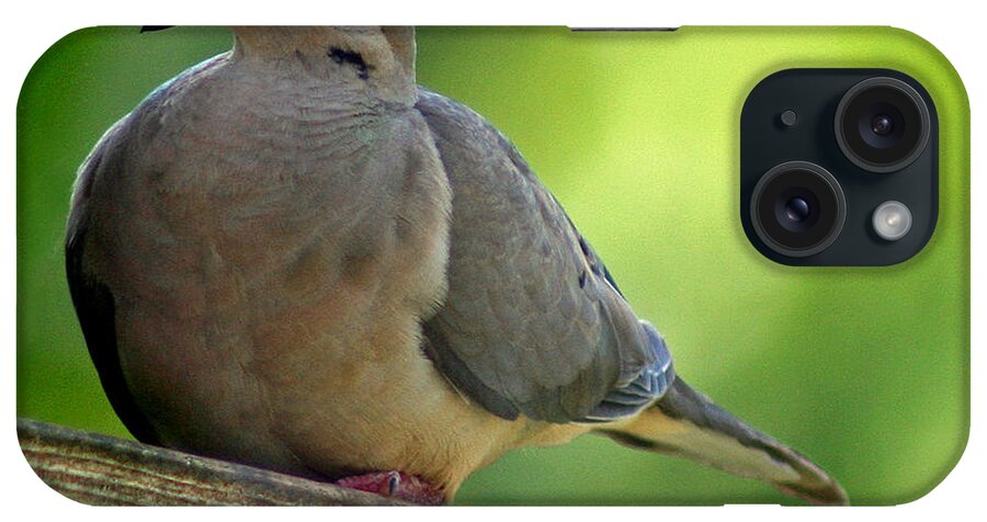 Aviary iPhone Case featuring the photograph Mourning Dove at Feeder by Karen Adams