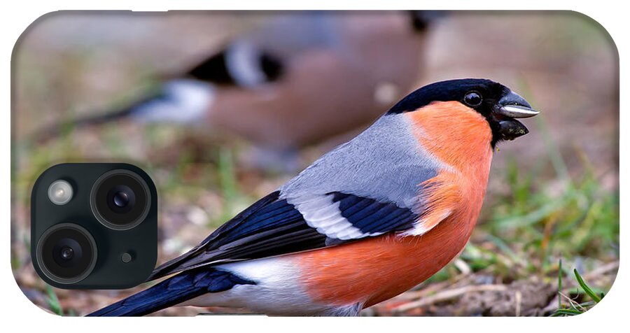 Mr And Mrs Bullfinch iPhone Case featuring the photograph Mr and Mrs Bullfinch by Torbjorn Swenelius