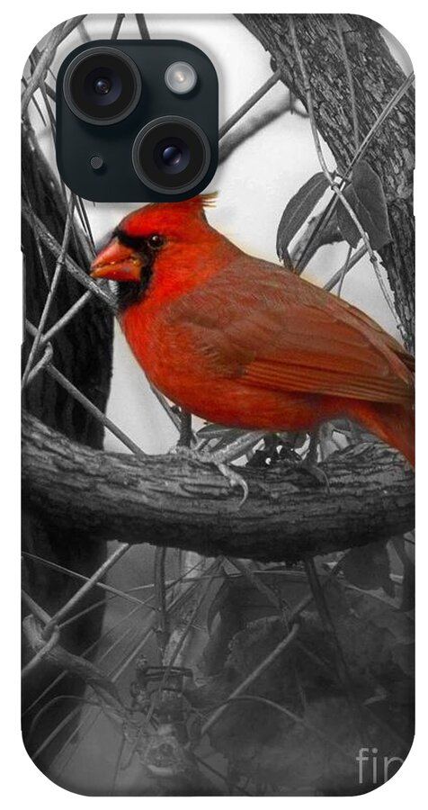 Redbird iPhone Case featuring the photograph Mr Cardinal -Card by Sandra Clark