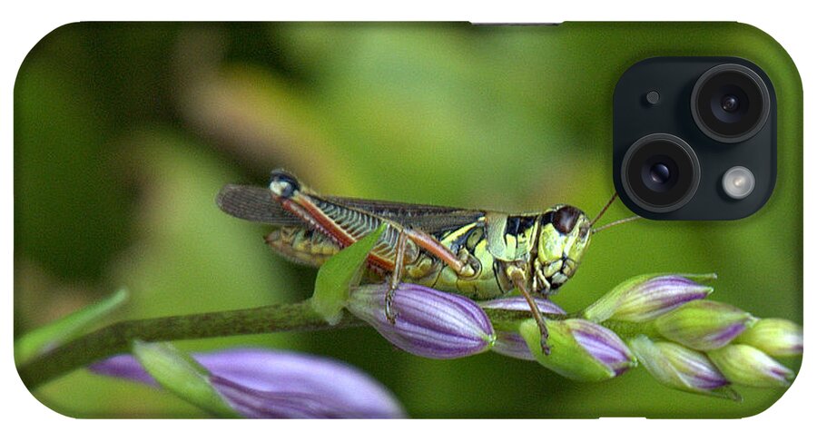 Grasshopper iPhone Case featuring the photograph Mr. Grasshopper by Bruce Carpenter