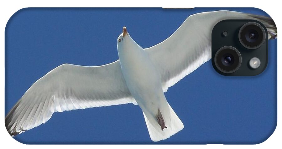 Seagulls iPhone Case featuring the photograph Seagull by Jewels Hamrick
