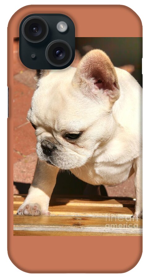 Ms iPhone Case featuring the photograph French Bulldog Ms Quiggly by Tap On Photo