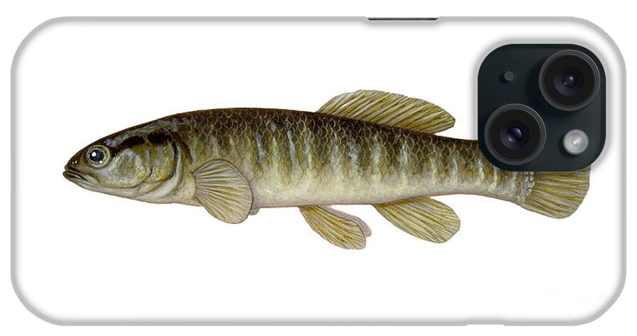 Mud Minnow iPhone Case featuring the photograph Mud Minnow by Carlyn Iverson