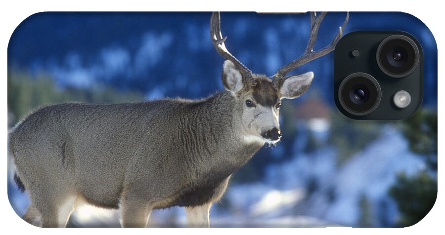 Animal iPhone Case featuring the photograph Mule Deer Buck by Greg Ochocki