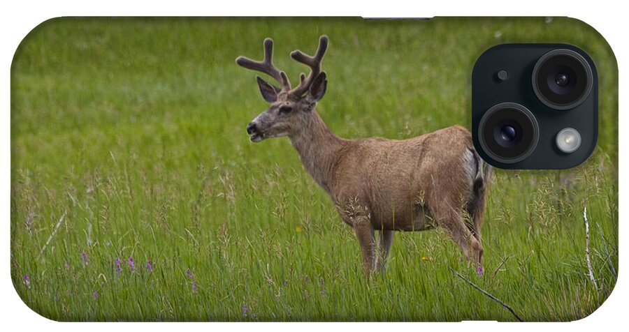 Deer iPhone Case featuring the photograph Mule Deer with Velvet Antlers No. 1097 by Randall Nyhof