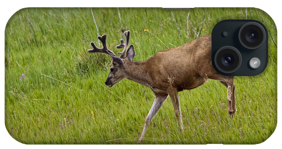 Deer iPhone Case featuring the photograph Mule Deer with Velvet Antlers No. 1101 by Randall Nyhof