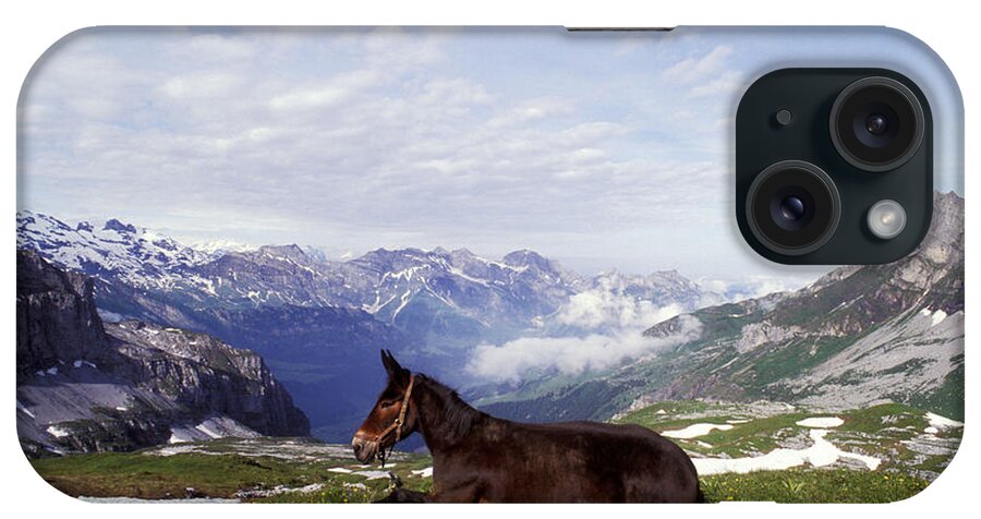 Horse iPhone Case featuring the photograph Mule Lying Down In Alpine Meadow by Rolf Kopfle