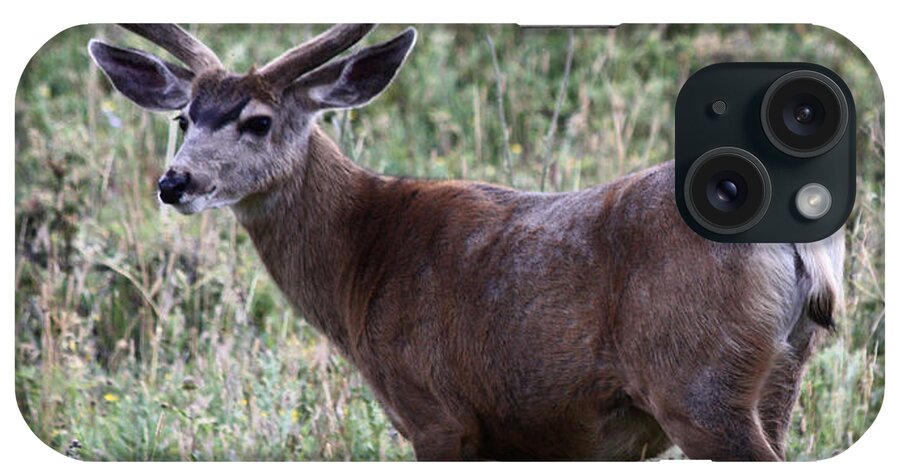 Mule Deer iPhone Case featuring the photograph Muley Buck by Shane Bechler