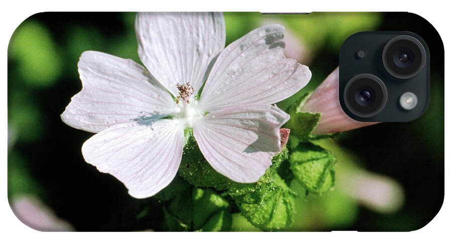 Musk Mallow iPhone Case featuring the photograph Musk Mallow Flowers by Th Foto-werbung/science Photo Library