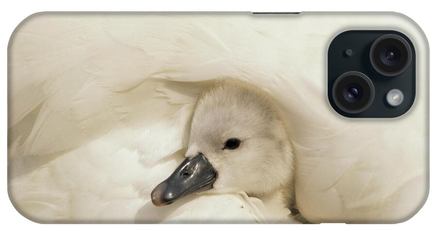 00278828 iPhone Case featuring the photograph Mute Swan Cygnet by Flip De Nooyer