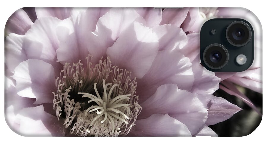 Pink iPhone Case featuring the photograph Muted Pink Cactus Flower by Jim And Emily Bush