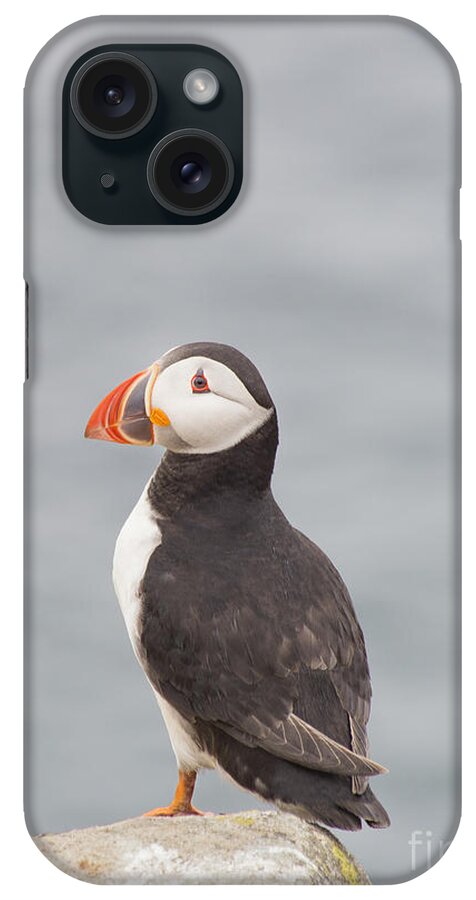 Puffin iPhone Case featuring the photograph My Feathered Friend by Evelina Kremsdorf