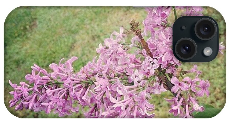 Plant iPhone Case featuring the photograph My Lilac Is Blooming. It's Not Exactly by Amber Flowers