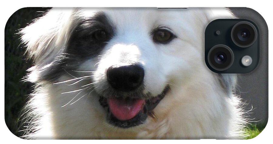 Dog iPhone Case featuring the photograph My Little Pirate by Judy Palkimas