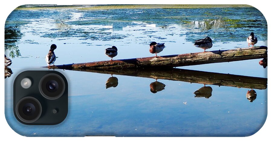 Ducks iPhone Case featuring the photograph Napping Ducks by Zinvolle Art