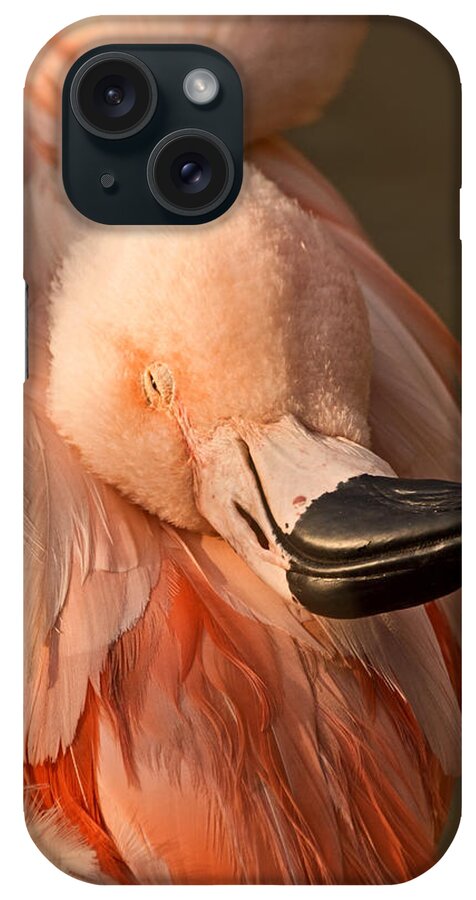 American Flamingo iPhone Case featuring the photograph Napping on Flamingo Feathers by Theo OConnor