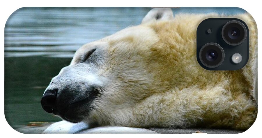 Polar Bear iPhone Case featuring the photograph Napping Polar Bear by Judy Genovese