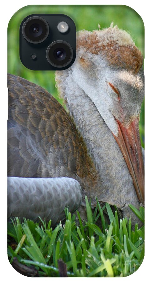 Sandhill Crane Chick iPhone Case featuring the photograph Napping Sandhill Baby by Carol Groenen