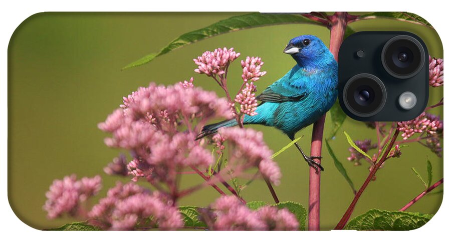 Indigo Bunting iPhone Case featuring the photograph Natural Beauty by Rob Blair