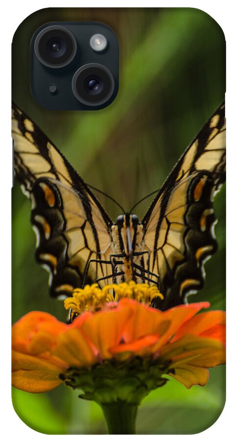 Insect iPhone Case featuring the photograph Nature Stain Glass by Donna Brown