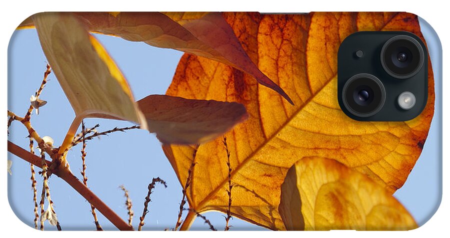 Tree Leaves iPhone Case featuring the photograph Nature's arrangement by Elvira Butler