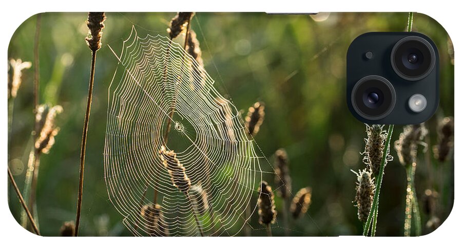Spider Web iPhone Case featuring the photograph Nature's Intricacies by Paula Ponath