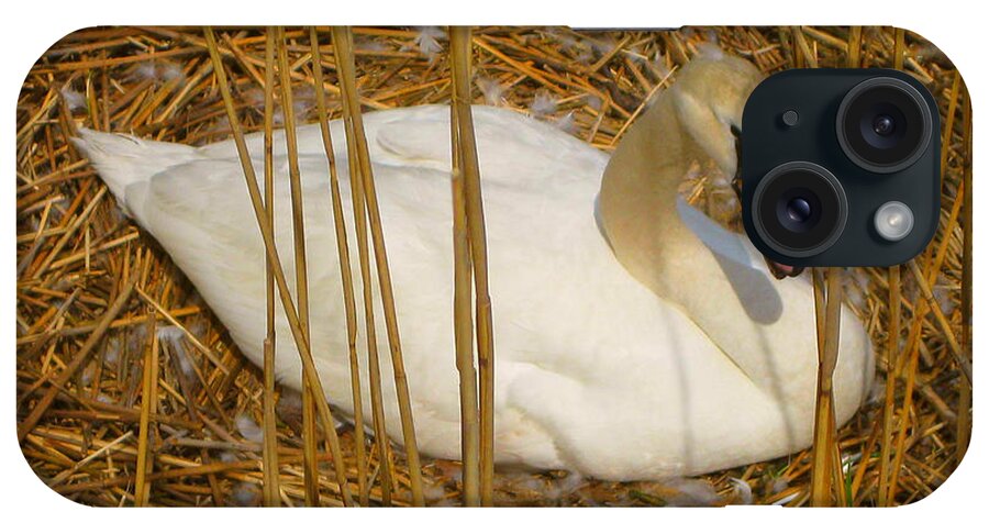 Swan iPhone Case featuring the photograph Nesting Swan by Judy Palkimas