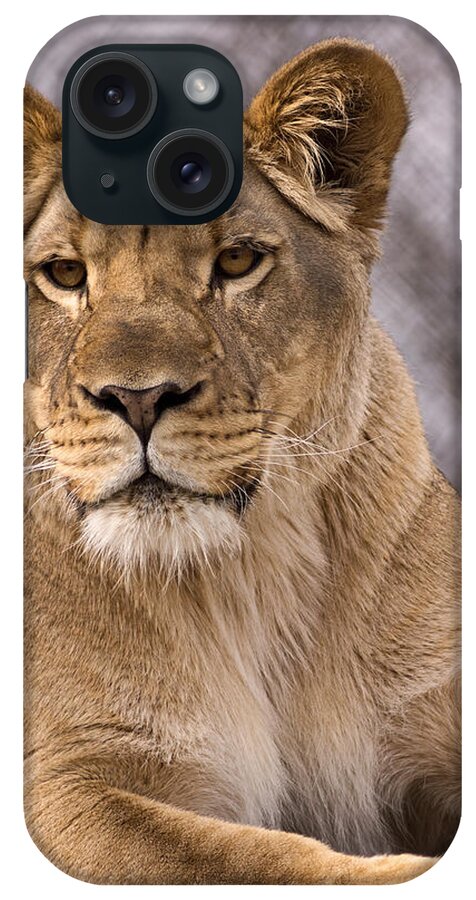 Lion iPhone Case featuring the photograph New Guy in Town by Theo OConnor