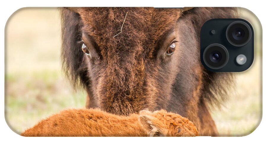 Yellowstone iPhone Case featuring the photograph New Life by Kevin Dietrich