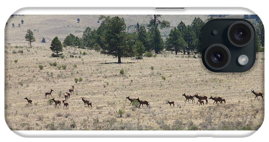 Wild Life Photography By Jack Pumphrey iPhone Case featuring the photograph New Mexico Elk Herd by Jack Pumphrey