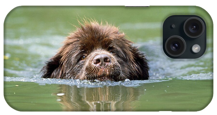 Newfoundland iPhone Case featuring the photograph Newfoundland Dog, Swimming In River by John Daniels
