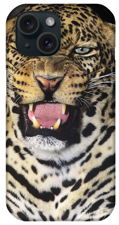 African Leopard iPhone Case featuring the photograph NO SOLICITORS African Leopard Endangered Species Wildlife Rescue by Dave Welling