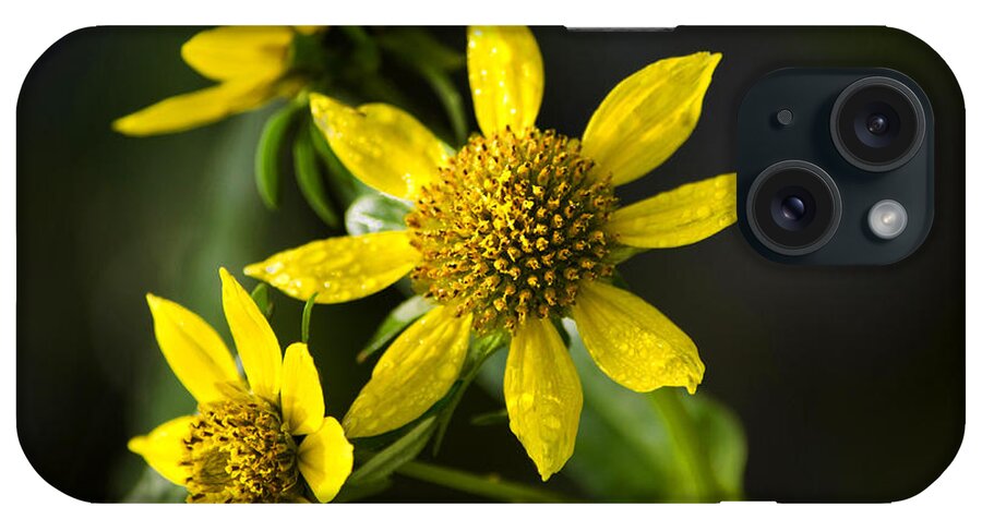 Flowers iPhone Case featuring the photograph Nodding Bur Marigold by Christina Rollo