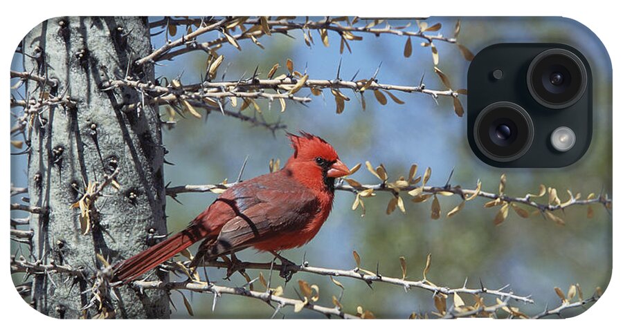 Feb0514 iPhone Case featuring the photograph Northern Cardinal In Cactus Arizona by Konrad Wothe