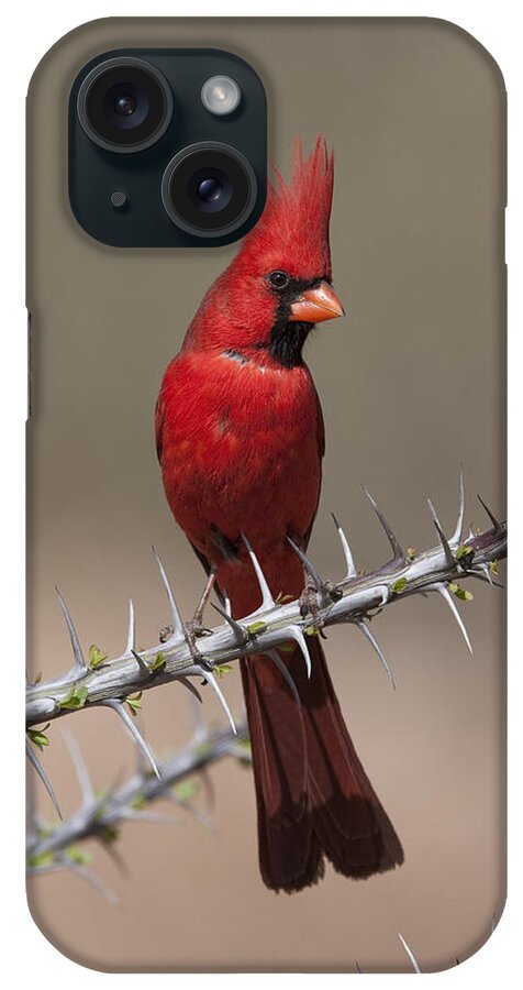Feb0514 iPhone Case featuring the photograph Northern Cardinal Male Arizona by Tom Vezo
