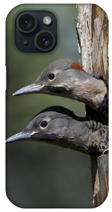 Michael Quinton iPhone Case featuring the photograph Northern Flicker Chicks In Nest Cavity by Michael Quinton