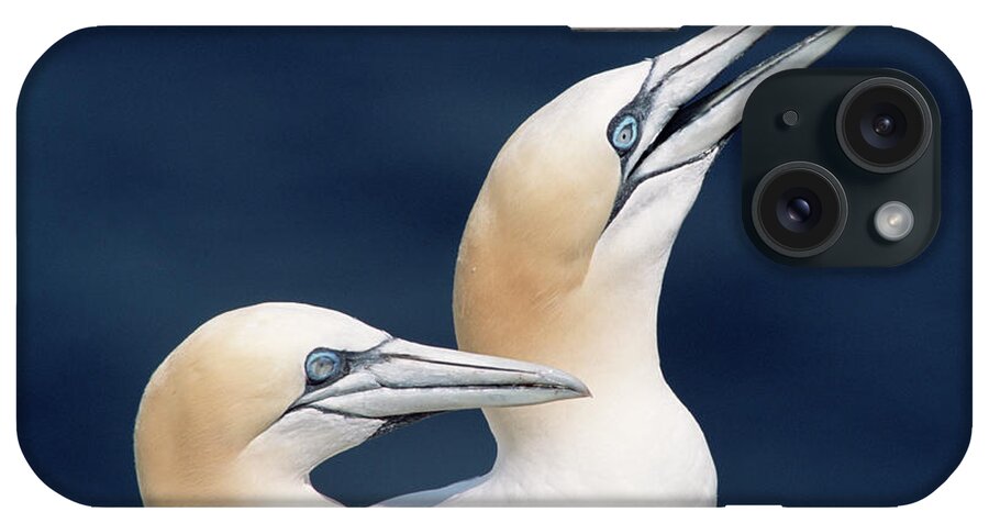 00342372 iPhone Case featuring the photograph Northern Gannets Newfoundland by Yva Momatiuk John Eastcott